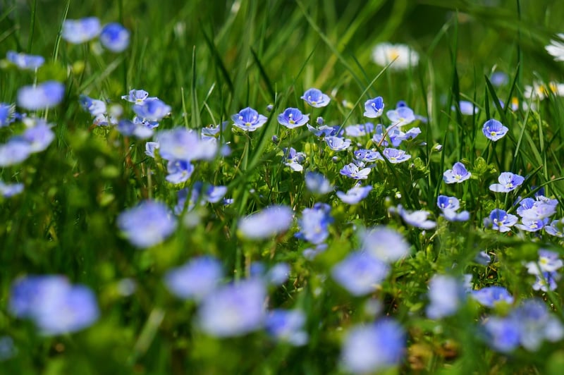 Blue Flowers