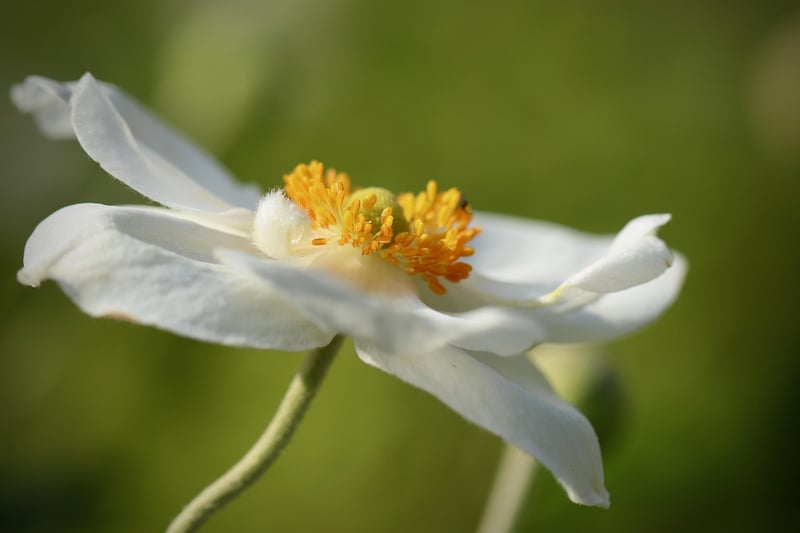 Harmony in Nature