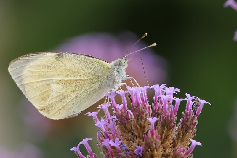 Native Plants
